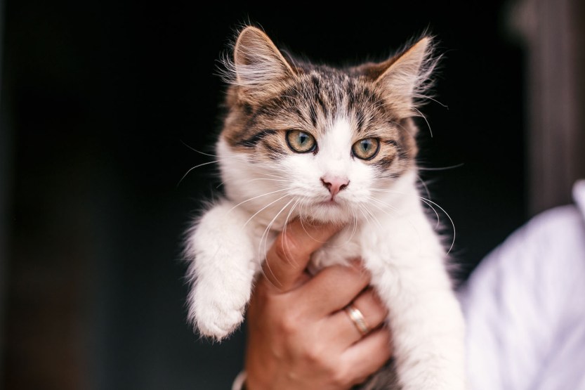 Hands holding cute tabby kitten with sweet looking eyes . Adorab