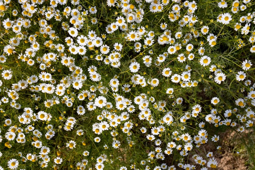 Camomila 2 Inove-272