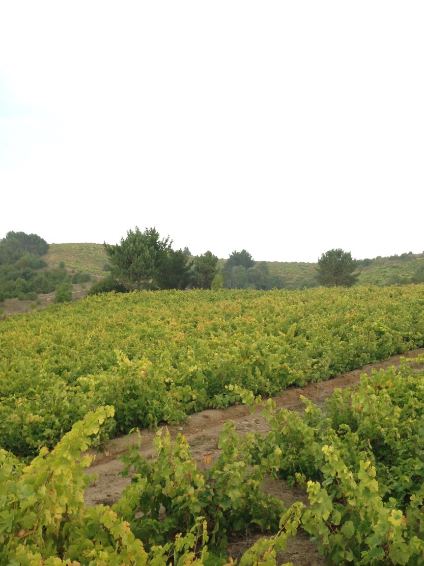 Pai-#769s-Cinsault-02