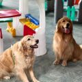 Recanto Restô Bar Pet&nbsp;Friendly