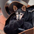 17B87146-ADB4-4A44-97C8-FB372C0DD281