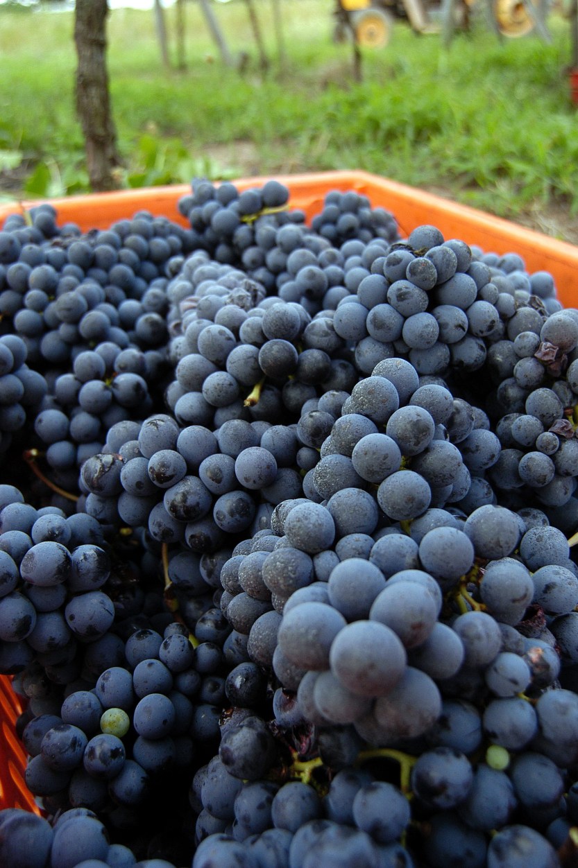 244ea8cb7ba83943d019b4b0e1d1cda7