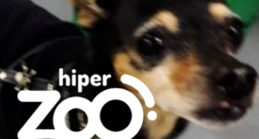 blog-hiperzoo-img-dest-2