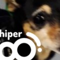 blog-hiperzoo-img-dest-2