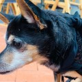 IMG_4157