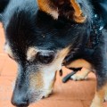 IMG_4160