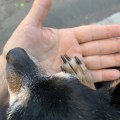 IMG_4553
