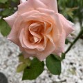 IMG_6568