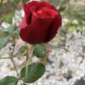 IMG_6569