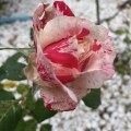 IMG_6570