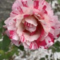 IMG_6572