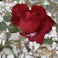IMG_6573