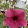 IMG_6598
