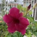 IMG_6600