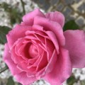 IMG_6602 2