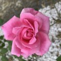 IMG_6603