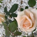 IMG_6605