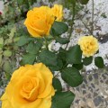 IMG_6607