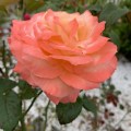 IMG_6610 2