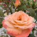 IMG_6611 2
