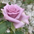 IMG_6612 2