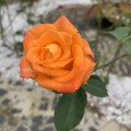 IMG_6613
