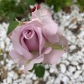 IMG_6615 2