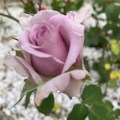 IMG_6616