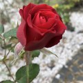 IMG_6617