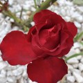 IMG_6618