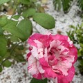 IMG_6620