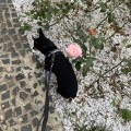 IMG_8366